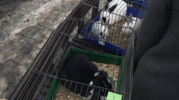 Zbliżenie Duży czarny królik i wiele małych białych króliki siedzieć w metalowej klatce. Dorosły ciemny królik i wiele małych białych króliki są w klatce żelaza. — Wideo stockowe