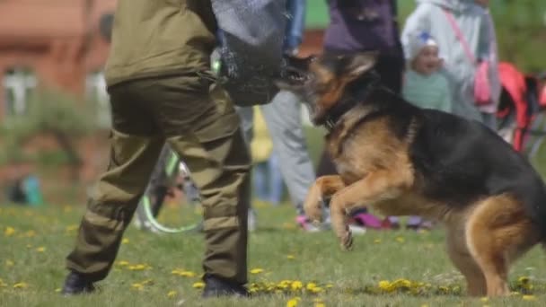 Předvádění psů s chytře vycvičených pastýřských psů, psi útočí na ruku specialistu na psa, pomalý pohyb, Psí chov — Stock video