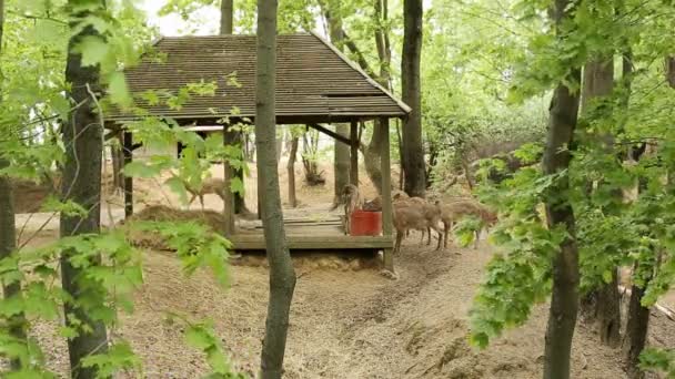 Jelen v zoologické kůlně, prolil kůži na nové, zvířata v přírodě, s rohatkou — Stock video