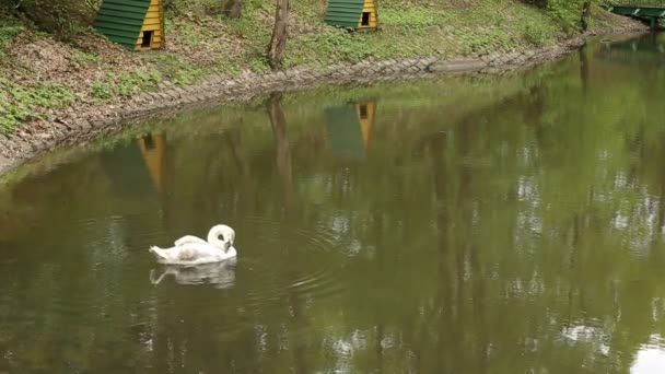 Cygnes blancs nettoient leurs plumes sur le lac après l'hivernage, fond — Video