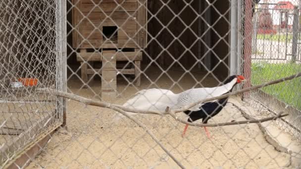 Hermoso pájaro faisán camina en una jaula en el zoológico, fondo — Vídeos de Stock