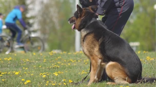 The demonstration performance of police dogs, shepherd dogs, service dogs, service smart dogs, dog breeding, danger of attack, slow mo, dog handler — Stock Video