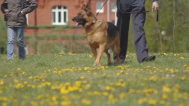 The demonstration performance of police dogs, shepherd dogs, service dogs, service smart dogs, dog breeding, danger of attack, slow mo, training — Stock Video