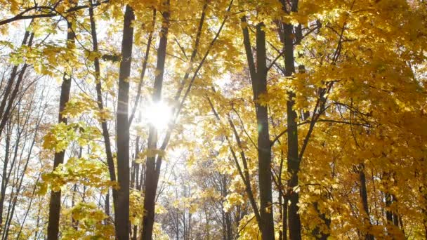 Bukott juharlevelek fekszik a városi parkban ősszel. Leaf Fall az erdőben napsütéses napon. Gyönyörű természeti háttér — Stock videók