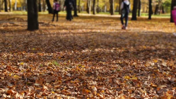 Gyerekek iskolába mennek keresztül az őszi parkban. Levél esik a város napsütéses napon. Gyönyörű természet — Stock videók
