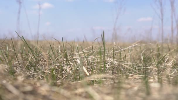 Herbe sèche de printemps brûle sur le terrain, gros plan, ralenti, destruction — Video