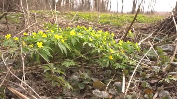 Flores de primavera del bosque amarillo Anémona que crece en un parque forestal, ecología, las primeras flores después del invierno, al aire libre — Vídeos de Stock