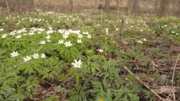 Hutan putih yang indah bunga, seorang pria kemajuan dan menginjak-injak bunga di hutan konsep bahaya terhadap alam oleh manusia — Stok Video