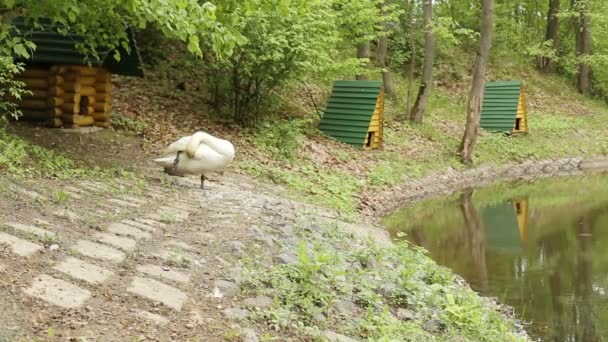 Fehér hattyúk tisztítsa meg a toll a tó után telelő, háttér — Stock videók