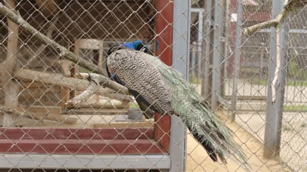 Όμορφο πουλί παγώνι σε ένα ζωολογικό κήπο αποθεματικό σε ένα κλουβί, φόντο — Αρχείο Βίντεο