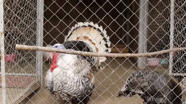 Un pájaro de pavo hinchado camina en una jaula en el fondo del zoológico — Vídeo de stock