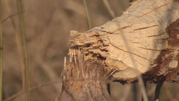 Fallen tree with the help of beaver teeth, animals in the wild, outdoor — Stock Video