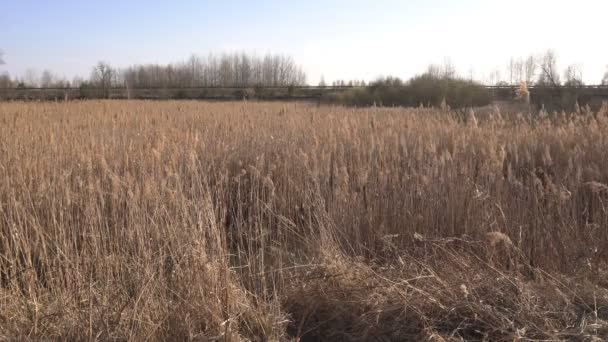 Een groot meer begroeid met droge gele riet voor de visserij, de lente, brandgevaar, achtergrond — Stockvideo