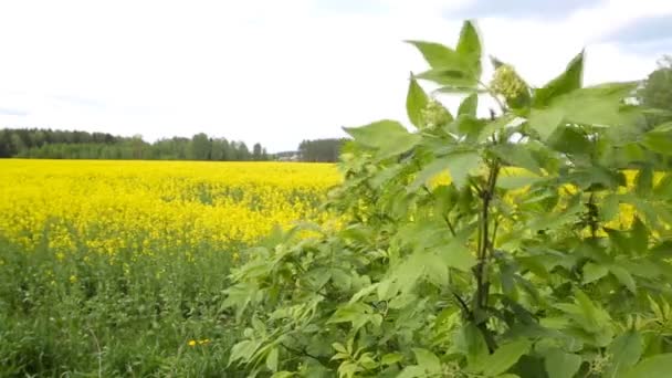 Рапсовое цветущее поле из желтых цветов, рапсовый куст в природе против неба, копия космоса, биодизель — стоковое видео