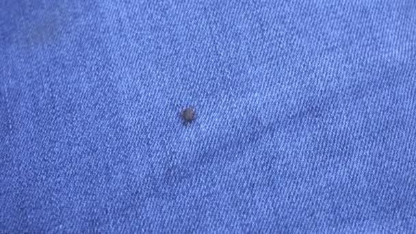 A small infectious tick crawling on jeans on a persons leg, infections transmitted through tick bites, lime borreliosis, encephalitis, close-up, acarid — Stock Video