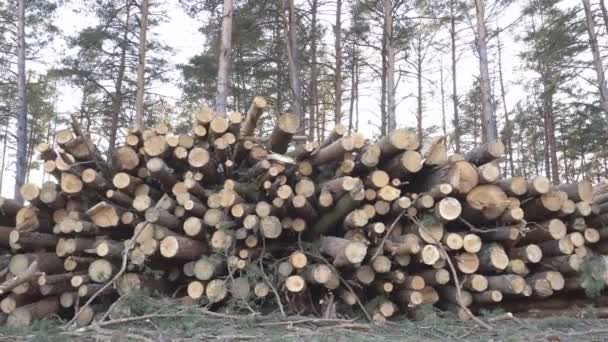 Nagy halom fa rönköket az erdőben a háttérben a naplemente, a betakarítás fa kivitel, az ipar — Stock videók