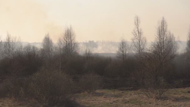 Kuru ilkbaharda doğada kuru ot ve orman ın güçlü ateşi, yangın tehlikesi, çok fazla duman, arka plan — Stok video