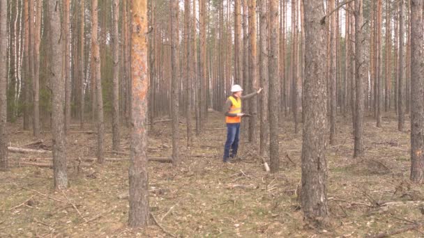 Fiatal kaukázusi Férfi Erdész ellenőrzi fák az erdőben a károk és a kéreg bogár, egészségügyi kivágás az erdő — Stock videók