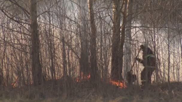 Пожарные тушат сухую траву и горящий лес во время пожара, весны, пожарной опасности, фона — стоковое видео