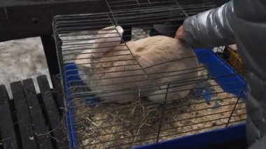 Bir kadın Şehir Fuarı sırasında bir contsct hayvanat bahçesinde bir kafeste Flaman dev tavşan vuruş.