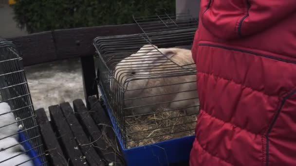 Ett barn stroke en stor vit kanin sitter i en metall bur. Ett Kid husdjur en stor krämig kanin i en järnbur. — Stockvideo