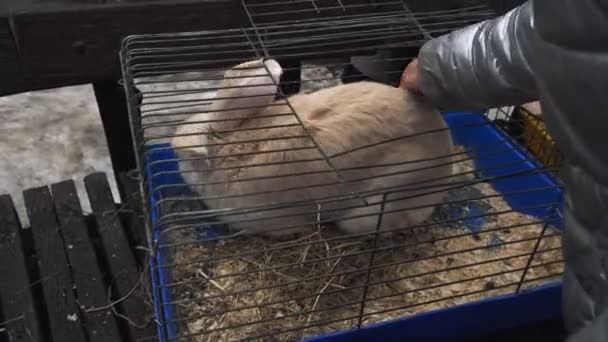 A woman strokes the Flemish Giant rabbit in a cage in a contsct zoo during city fair. — Stock Video