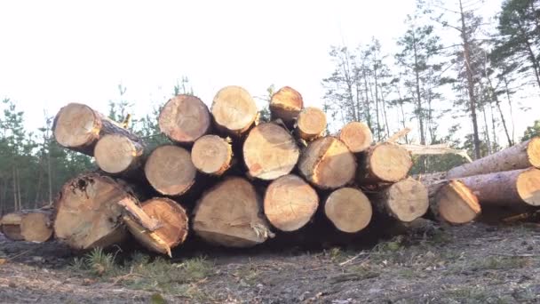 Велика купа дерев'яних колод у лісі на тлі заходу сонця, збирання деревини для експорту, промисловості — стокове відео