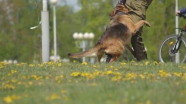Akıllıca eğitimli çoban köpekleri ile köpek gösterisi gösterisi, köpekler bir köpek uzmanı elini saldırı, yavaş hareket, hayvan yetiştirme