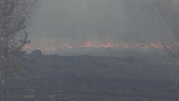 Fogo grama seca e floresta na natureza, extinguindo um incêndio florestal por bombeiros, perigo, fundo — Vídeo de Stock