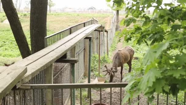 Jelen v zoologické kůlně, prolil kůži na nové, zvířata v přírodě, s rohatkou — Stock video