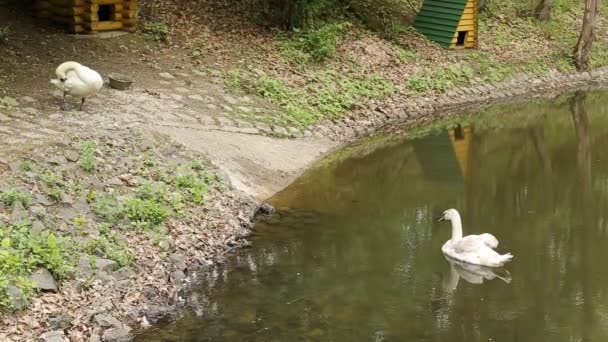 Bílé labutě si čistí peří na jezeře po zimování, pozadí — Stock video