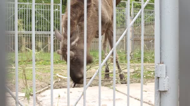 Moose eating peel from a branch in a zoo cage, background, population — Stock Video