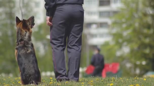 Демонстрация работы собаководов с умными служебными собаками Пастушьи собаки, которые подчиняются командам, кинологии — стоковое видео