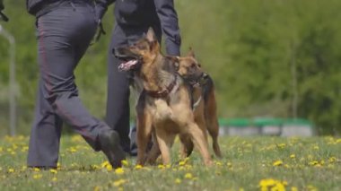 Eğitim hizmeti güzel ve akıllı köpekler Sheepdogs, sinoloji, gösteri performansı, köpek işleyicisi
