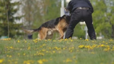 Akıllıca eğitilmiş çoban köpekleri ile köpek gösterisi gösteri, köpekler bir köpek uzmanı, yavaş hareket, köpek işleyicisi, manevra el saldırı
