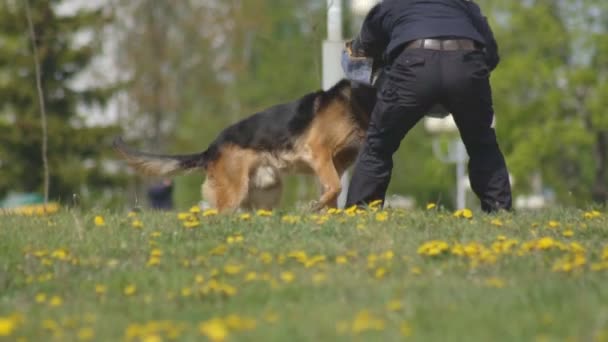 Σκύλος επίδειξη επίδειξης με έξυπνα εκπαιδευμένοι σκύλοι βοσκού, τα σκυλιά επιτίθενται στο χέρι ενός ειδικού σκύλου, αργή κίνηση, χειριστή σκύλων, ελιγμός — Αρχείο Βίντεο