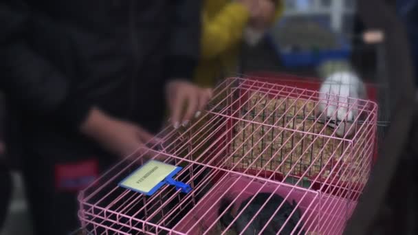 Closeup A woman strokes a gray chinchilla sitting in a pink cage. A girl pets a silvery chinchilla lying in a pink cage. — Stock Video