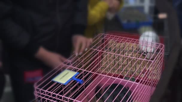 Close-up een vrouw beroert een grijze Chinchilla zittend in een roze kooi. Een meisje huisdieren een zilte Chinchilla liggend in een roze kooi. — Stockvideo