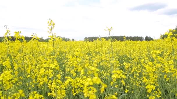 A large field of yellow flowering rape against the background of the forest, biodiesel production — Stock Video