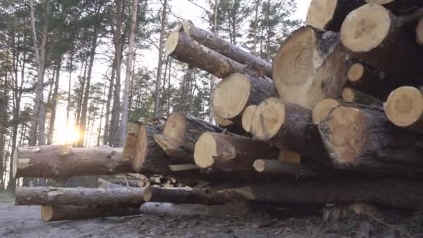Big pile of timber logs in the forest against the backdrop of a sunset, harvesting timber for export, industry — Stock Video