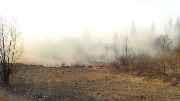 Fogo grama seca e floresta na natureza, extinguindo um incêndio florestal por bombeiros, perigo, emergência, ecologia, danos — Vídeo de Stock