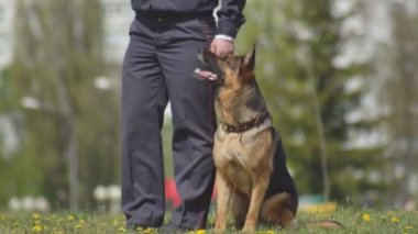 Çim üzerinde bir polis köpeği çoban köpeği eğitim, köpek eğitimi, köpek yetiştirme