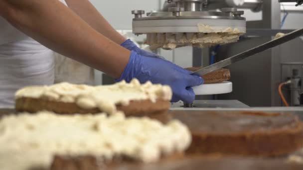 Pastry chef applies cream on biscuit cakes using equipment. Manual manufacture of sweets desserts. Flour confectionery production. Confectioner puts filling on sponge cakes — Stock Video