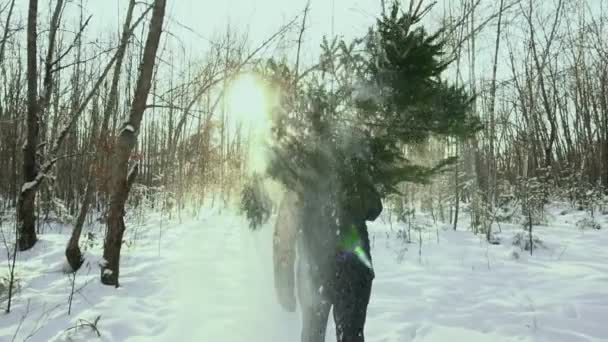 En man bär en avverkad träd från skogen hem för nyårshelgen jul och nyår. Mot bakgrund av vintersol och frost, slow motion — Stockvideo