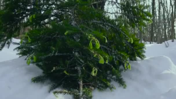 Un uomo trascina un albero di Natale abbattuto a casa nella neve per le vacanze di Capodanno e Natale. Albero di Natale decorazione domestica, lenta mo, sole — Video Stock