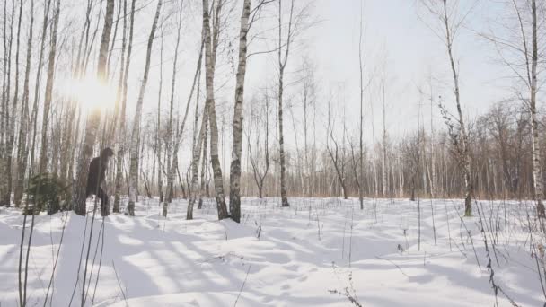 L'homme traîne le sapin abattu à la maison avant la veille de Noël et le Nouvel An. La personne marche dans la neige. Concept le début des vacances et des célébrations . — Video