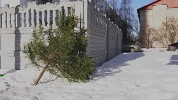 Choinka leży w pobliżu publicznego recyklingu pojemników śmieci po nowym roku w mieście. Wyrzucane jodły po zakończeniu świąt i uroczystości. Koncepcja nieszczęśliwego końca. — Wideo stockowe