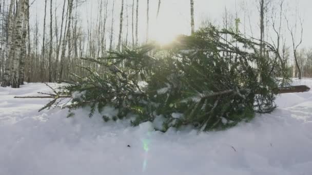 A árvore caída encontra-se na neve no inverno na floresta. Ano Novo e véspera de Natal. Conceber o início das férias e celebrações. Movimento lento — Vídeo de Stock