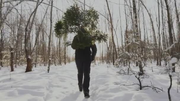 男人肩上扛着倒下的圣诞树. 平安夜和新年。 那家伙在雪地里的森林里散步。 构思假日和庆祝活动的开始. 慢动作 — 图库视频影像