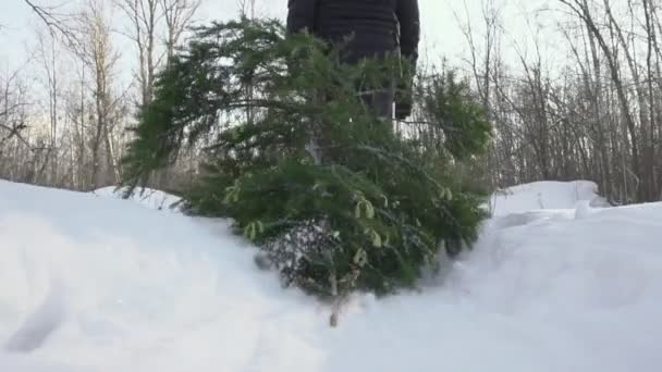 在平安夜和新年之前，一个人把砍倒的枞树拖到家里。 人们在雪地里散步。 假日和庆祝活动开始的概念. — 图库视频影像